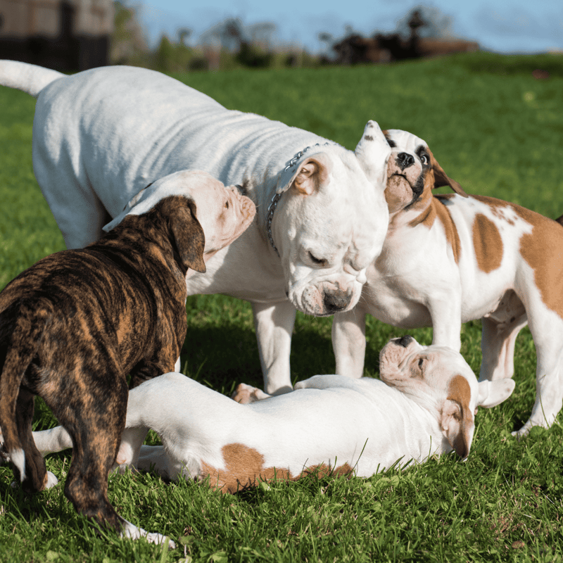 American Bulldog overview