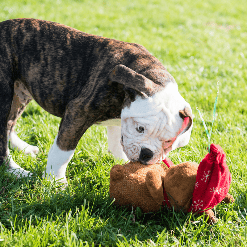 American Bulldog characteristics