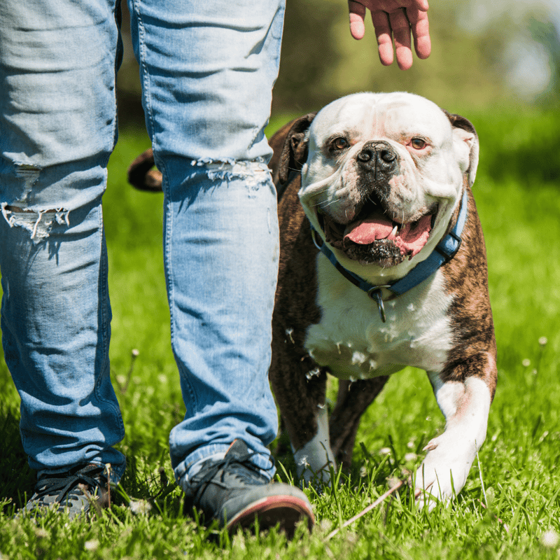 Dog walking with owner in park, happy bulldog enjoying outdoor walk.