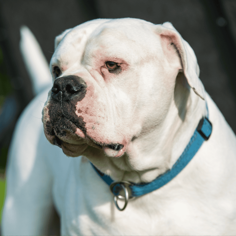 American Bulldog photo 3