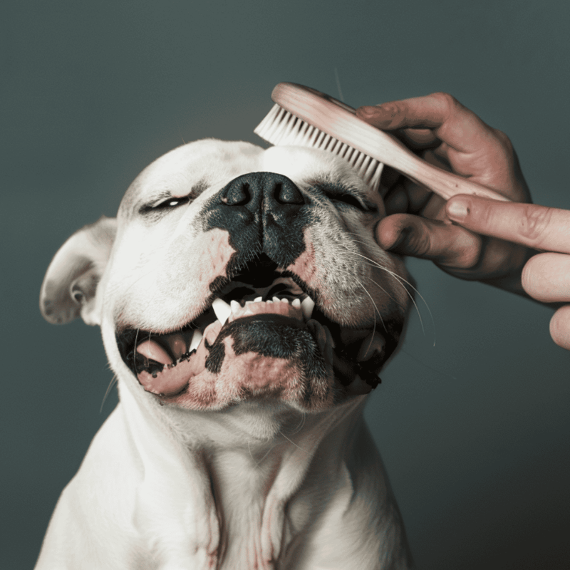 Dog getting a brushing, happy and relaxed dog grooming session.