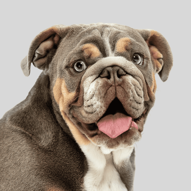 Cute Bulldog with expressive eyes and a happy face.