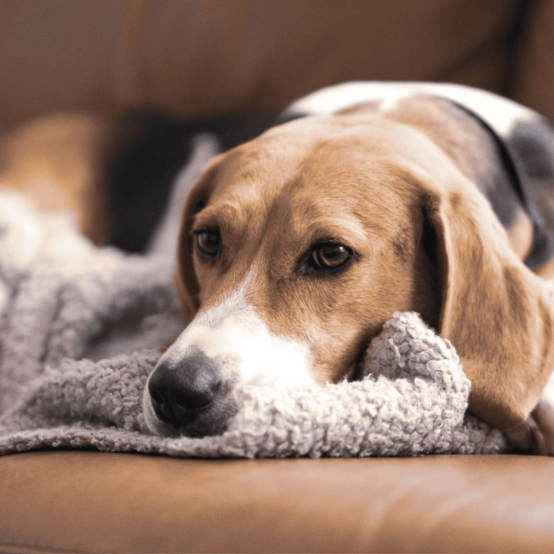 Adorable dog lying on blanket for relaxation.