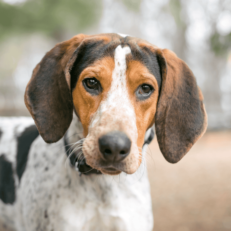 American English Coonhound photo 1