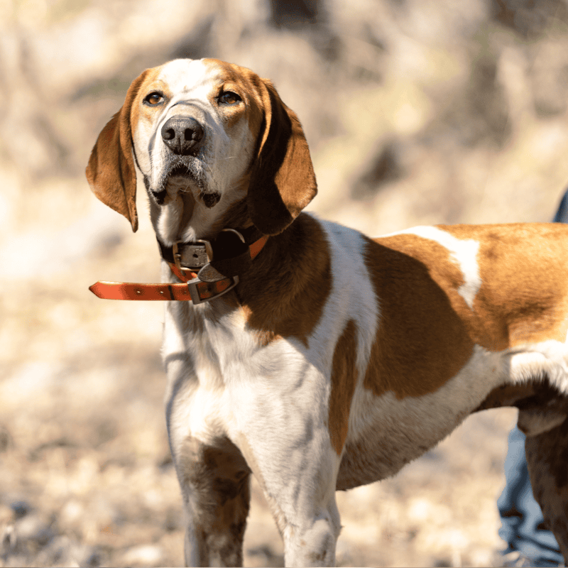 American English Coonhound photo 2
