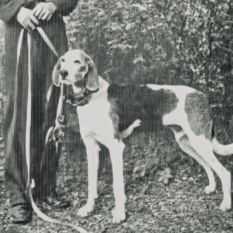 Dog rescue, adoption, and care support service for dogs and owners.