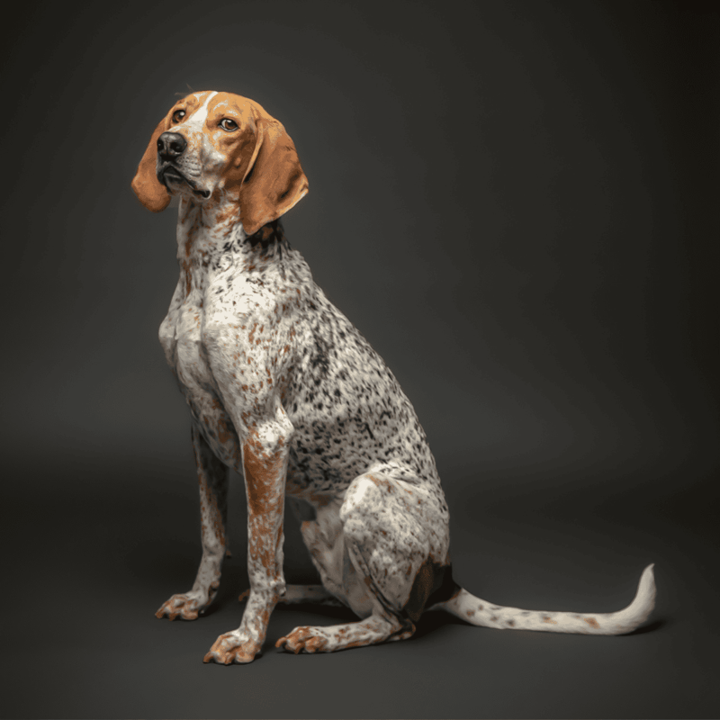 Dogfix pet dog - stunning breed profile showcasing distinctive markings and gentle temperament.