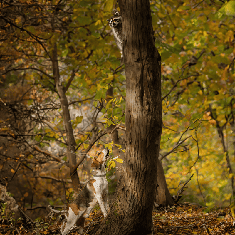 Dog jumping on tree in fall forest, playful outdoor activity for dogs.