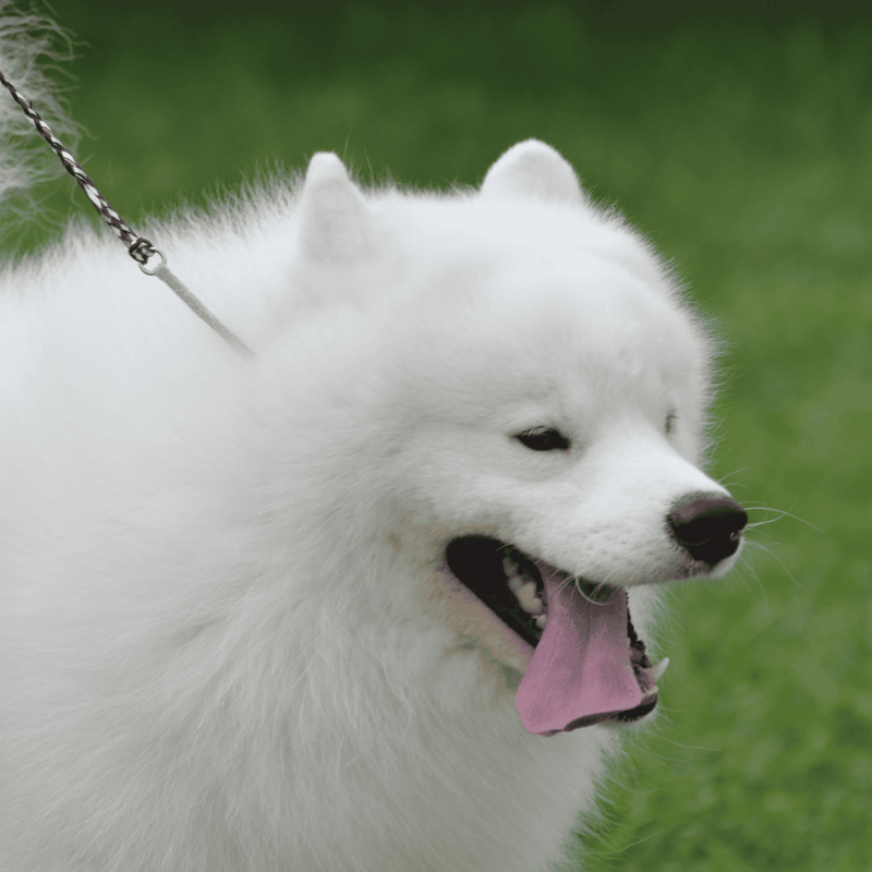 Close-up of a man gently holding a Siberian Husky's face, showcasing love and bonding with dogs.