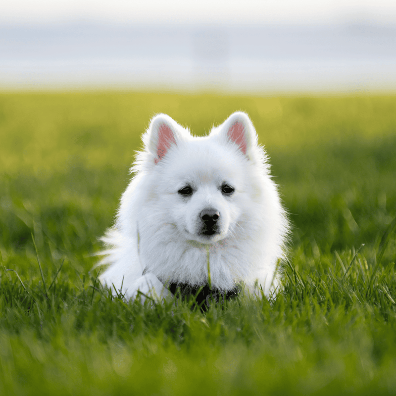 American Eskimo photo 2