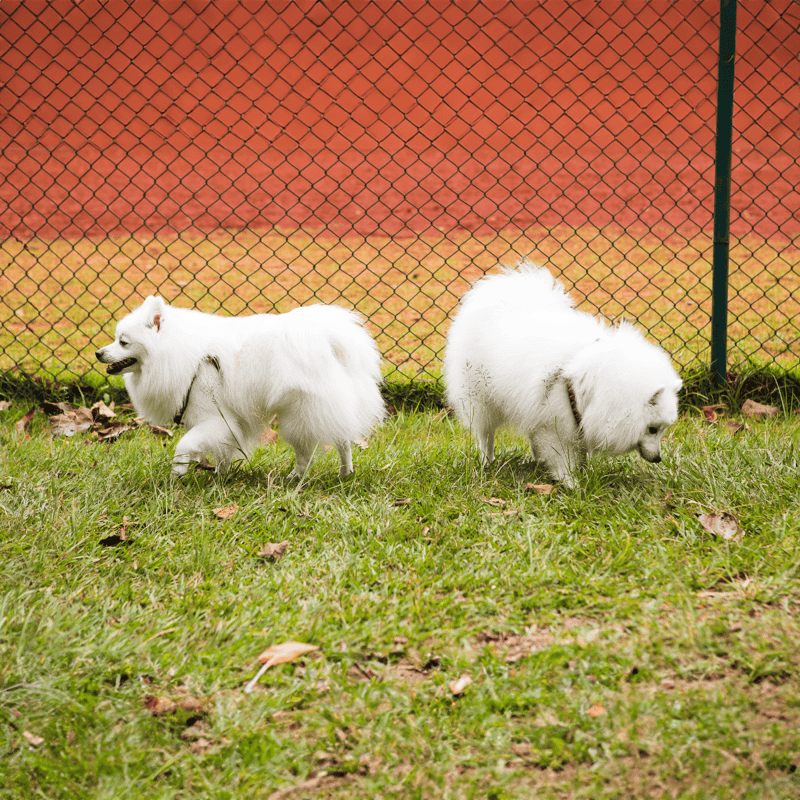 Adorable white fluffy dogs exploring a grassy yard outside.