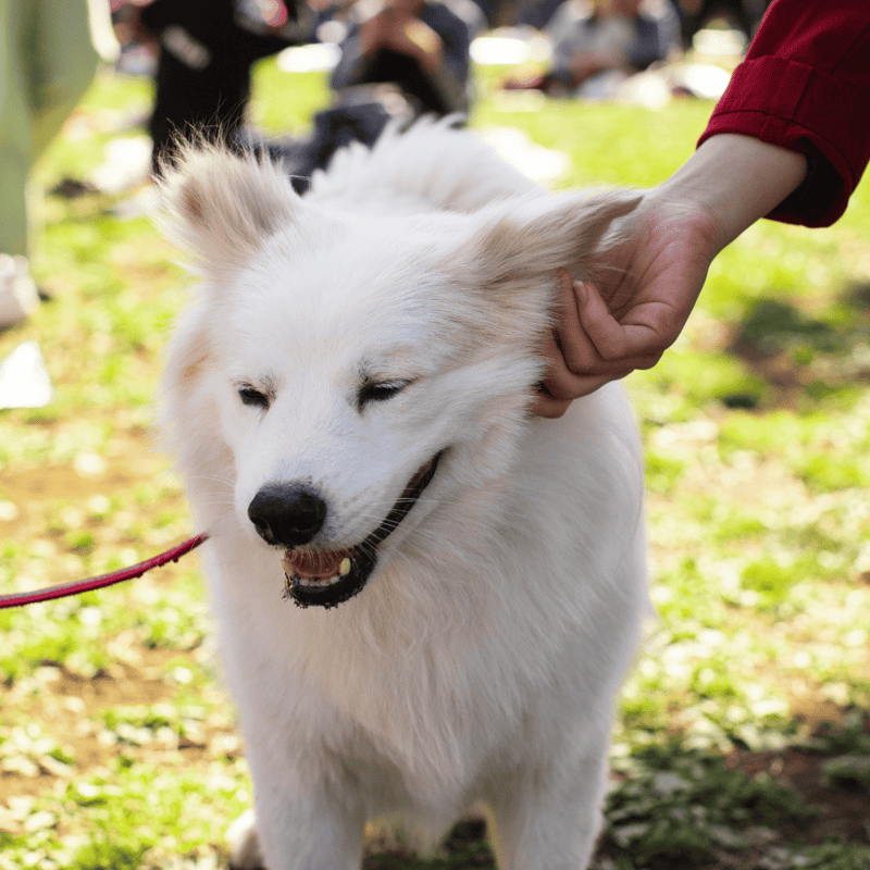 Dog petting and care at dogfix.com, peaceful dog enjoying outdoor affection.