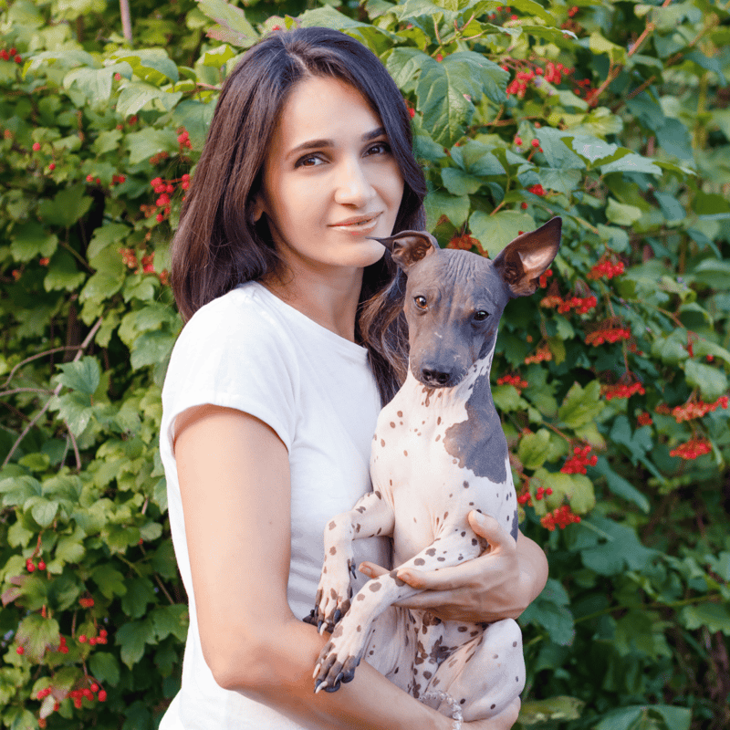 American Hairless Terrier overview