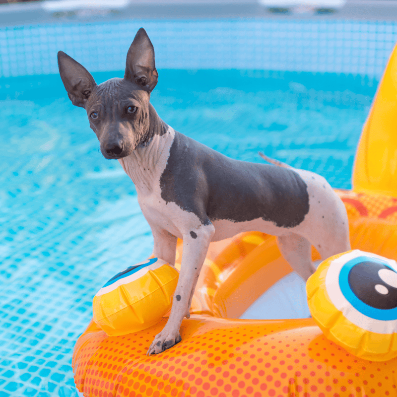 American Hairless Terrier characteristics