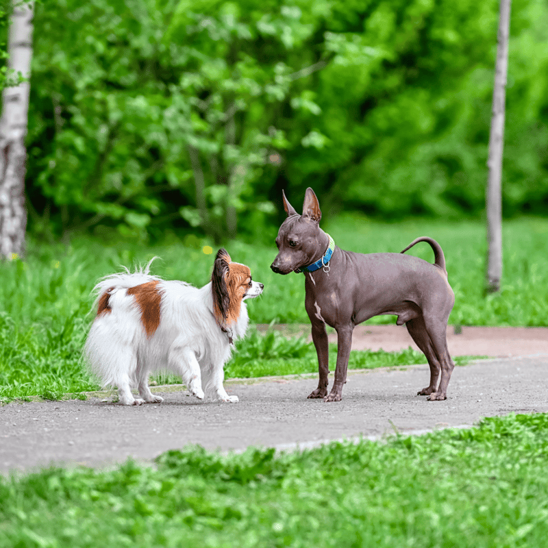 American Hairless Terrier Does This Breed Get Along With Other Pets