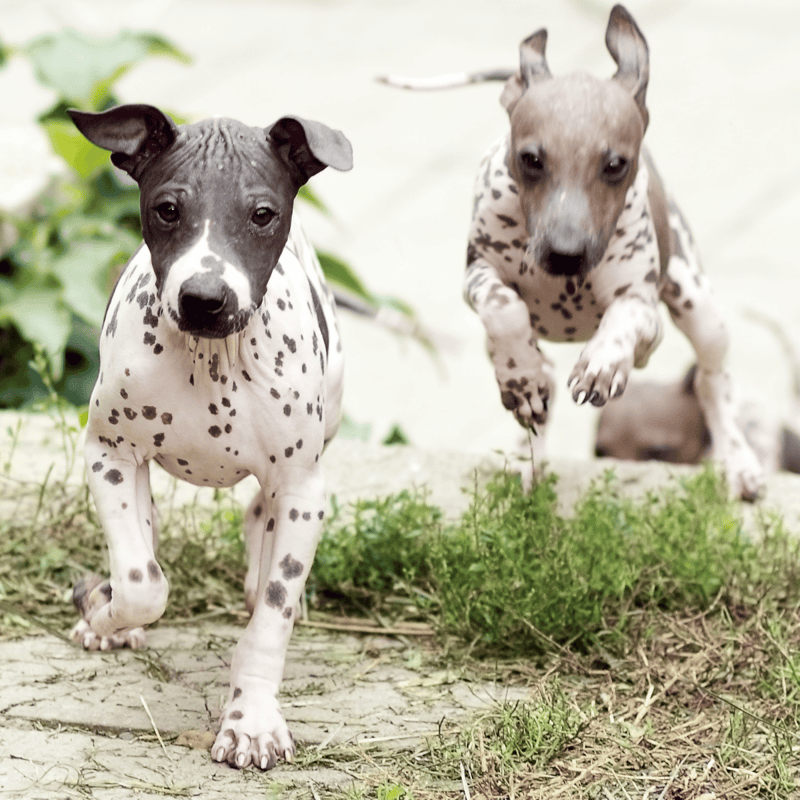 American Hairless Terrier Exercise