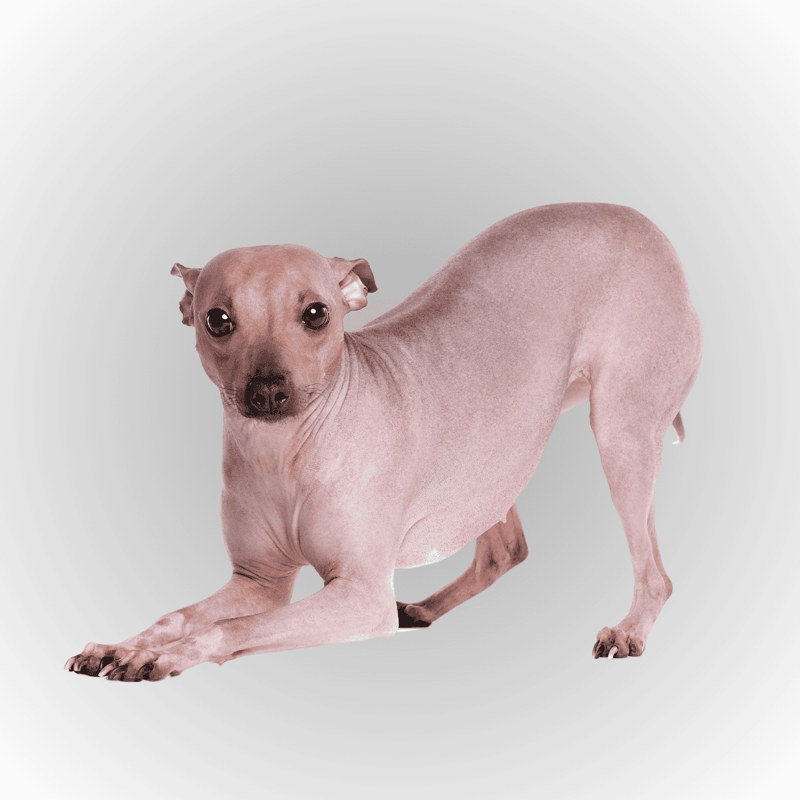 American Hairless Terrier Final Thoughts