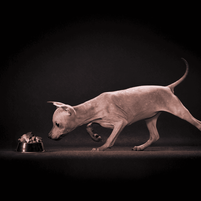 American Hairless Terrier Food & Diet Requirements