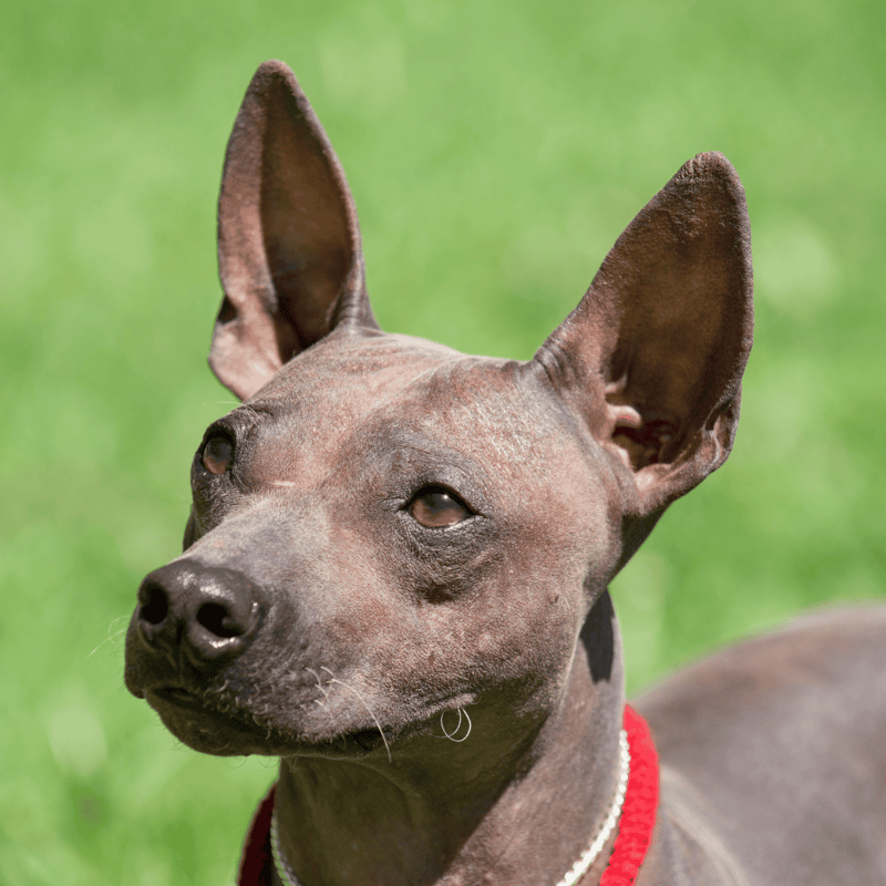 American Hairless Terrier photo 1