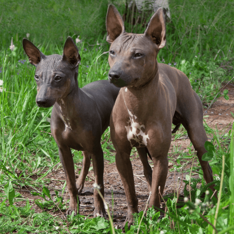 Adorable Italian Greyhound puppies standing in lush green grass, showcasing sleek, short-haired coats and alert ears.