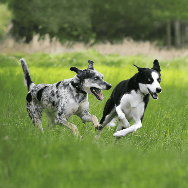 American Leopard Hound Does This Breed Get Along With Other Pets