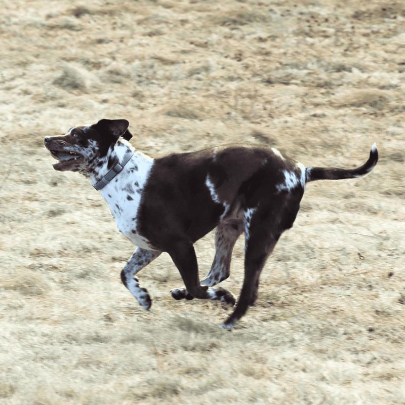 Lively dog running on dirt ground, showcasing energetic pet activity.
