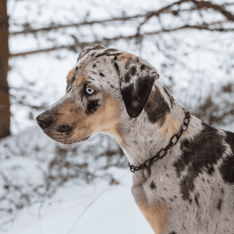 Hound dog with striking blue eyes in a snowy winter landscape.