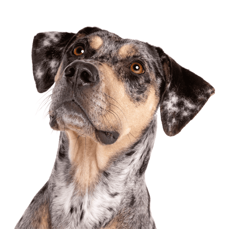 American Leopard Hound photo 1