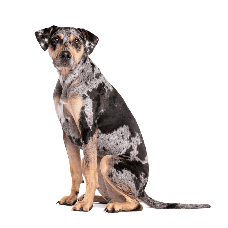 American Leopard Hound photo 2