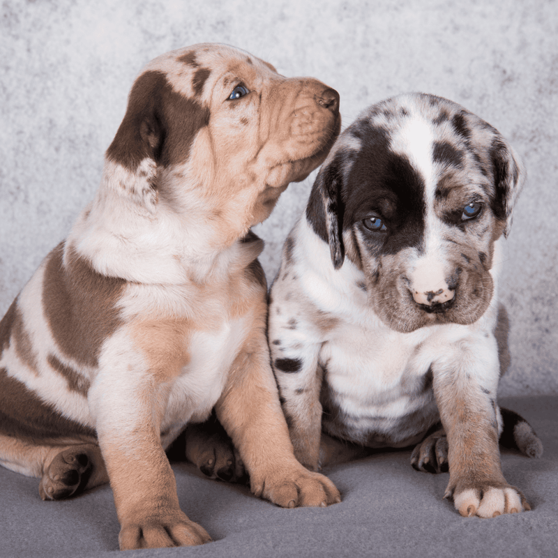 Two adorable mixed breed puppies sitting close, showing playful and loving nature, ideal for dog adoption and rescue.