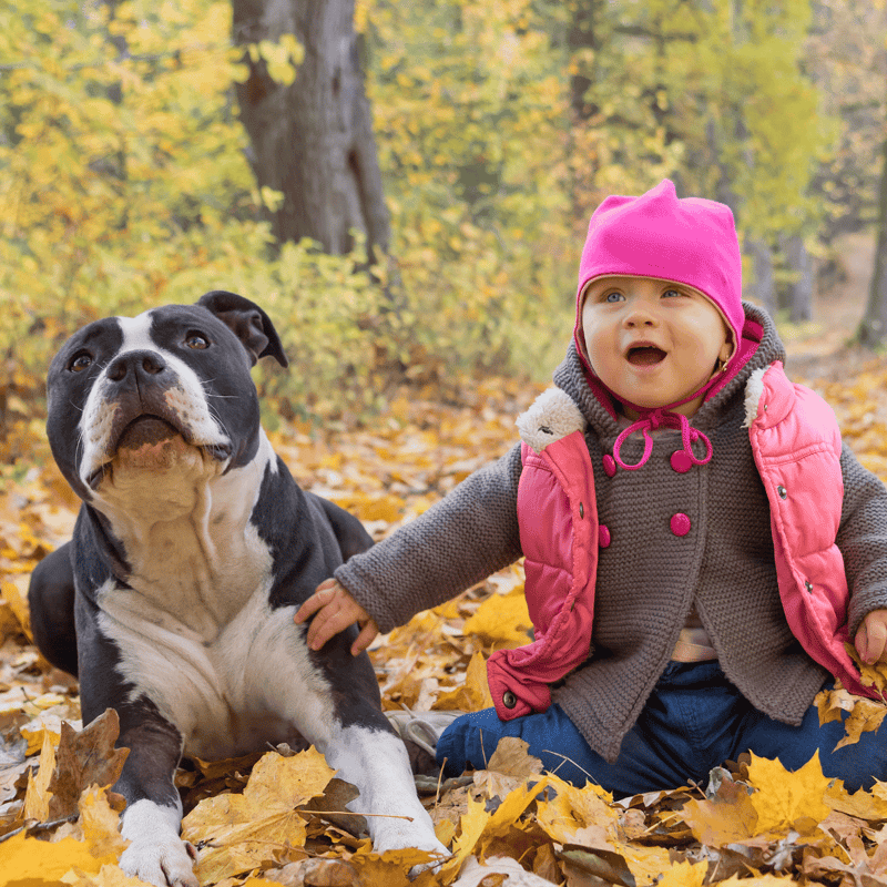Adorable child and dog exploring autumn park scenery.