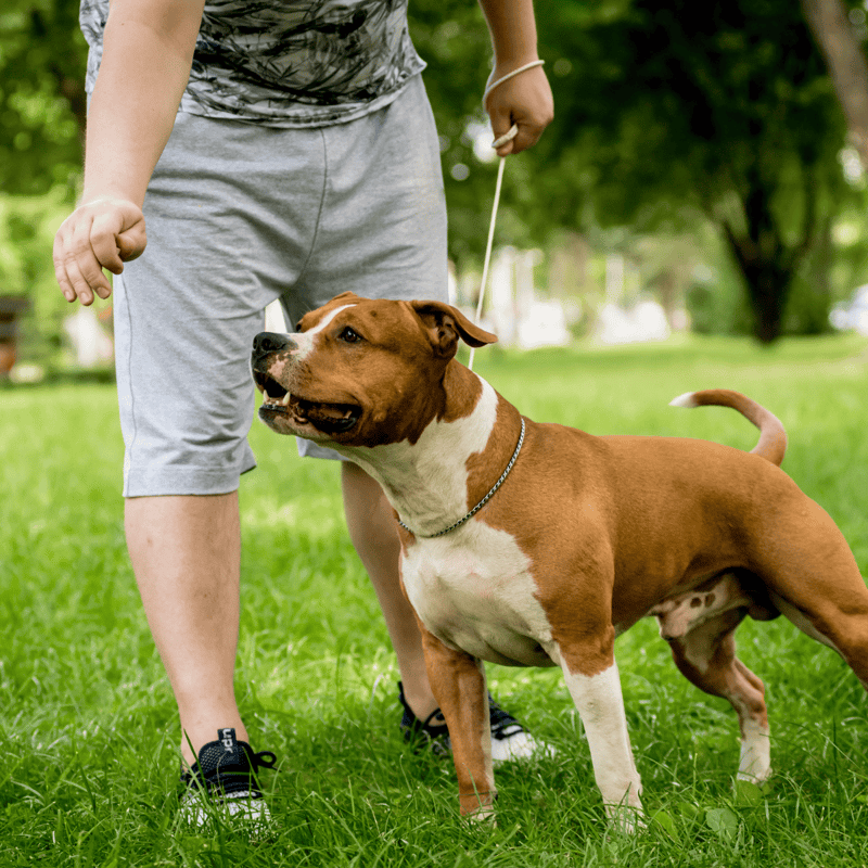 American Staffordshire Terrier overview