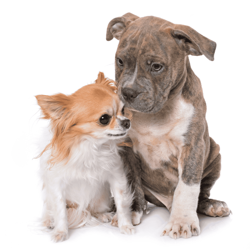 Adorable small dog and puppy together, perfect for dog sitting and pet care services.