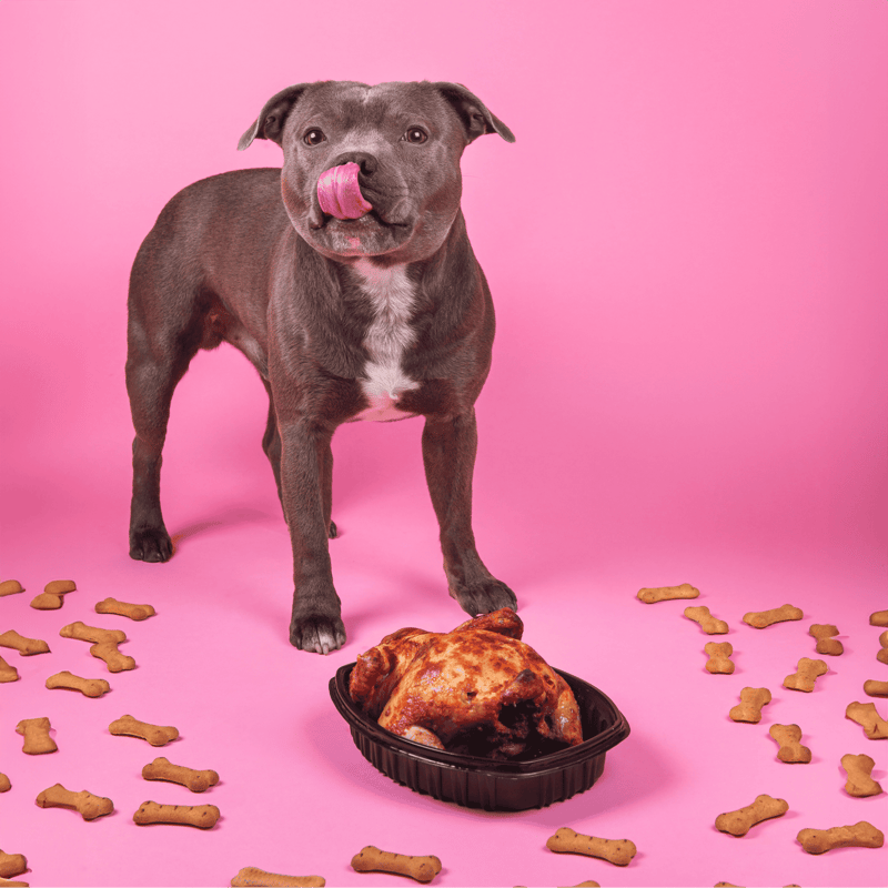Adorable dog with a giant pizza and scattered dog treats on pink surface, showcasing pet food and treats for dogs.