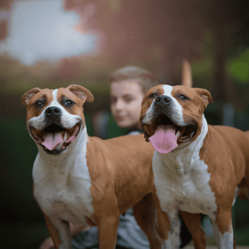 American Staffordshire Terrier Male Vs. Female