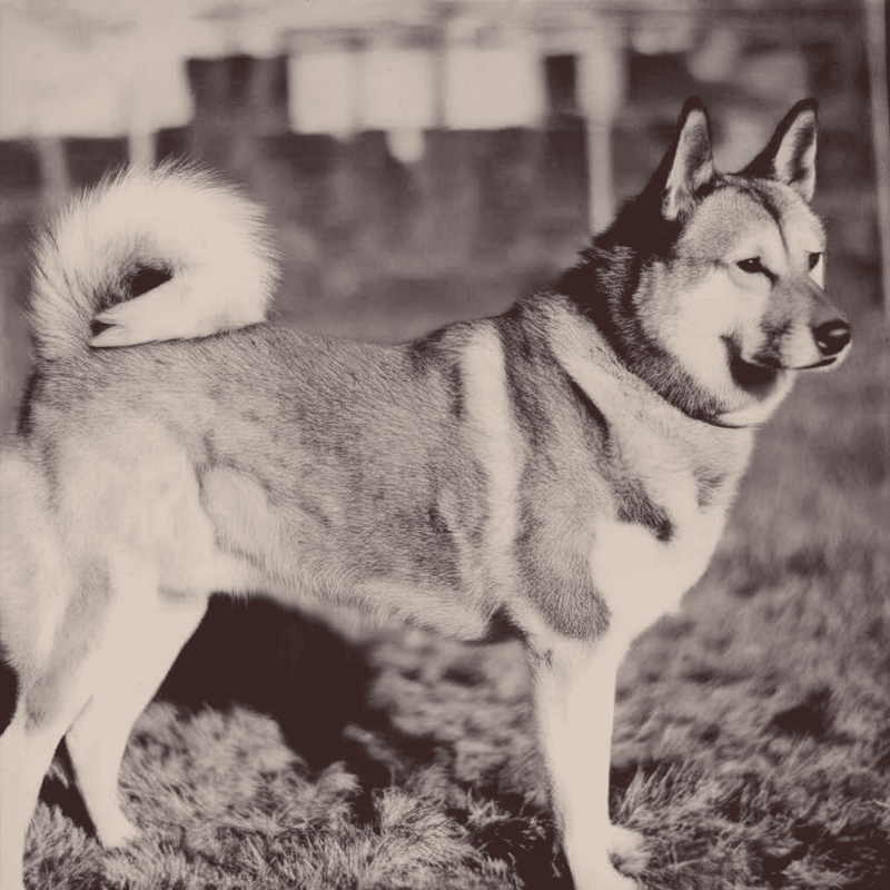 Helen Keller Allegedly Brought the First Akita to the USA