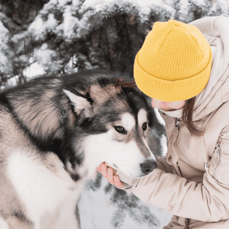Husky and owner in snowy outdoor setting, winter dog grooming, pet care tips, outdoor winter activities for dogs.