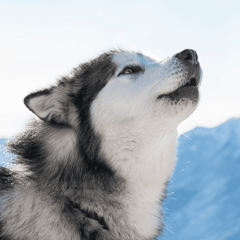 Temperament & Intelligence Of The Alaskan Malamute