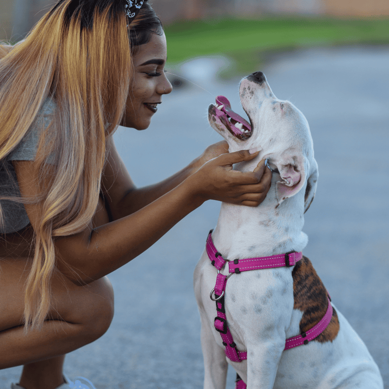 Temperament & Intelligence Of The American Bulldog