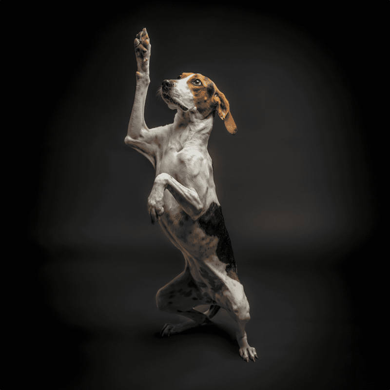 Dog raising paw in playful stance, adorable black and white dog with brown markings, studio shot.