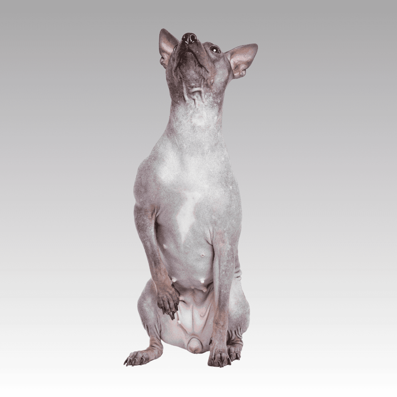 The American Hairless Terrier Has Long Toes
