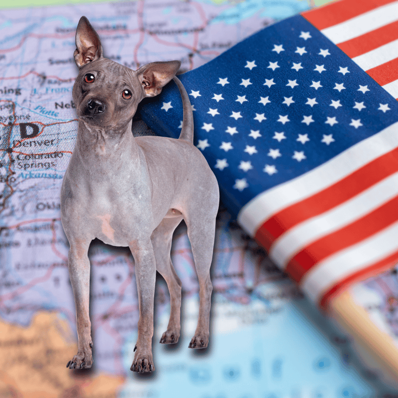 The American Hairless Terrier is the First Hairless Breed to Come From the United States