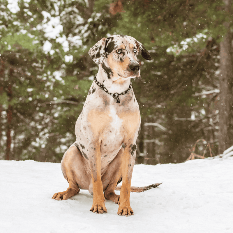 The American Leopard Hound has a distinct coat pattern.