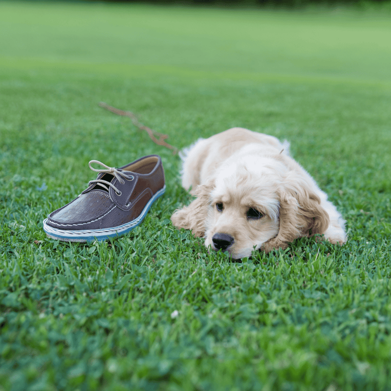 Adorable Golden Retriever puppy resting beside a shoe on green grass in park.