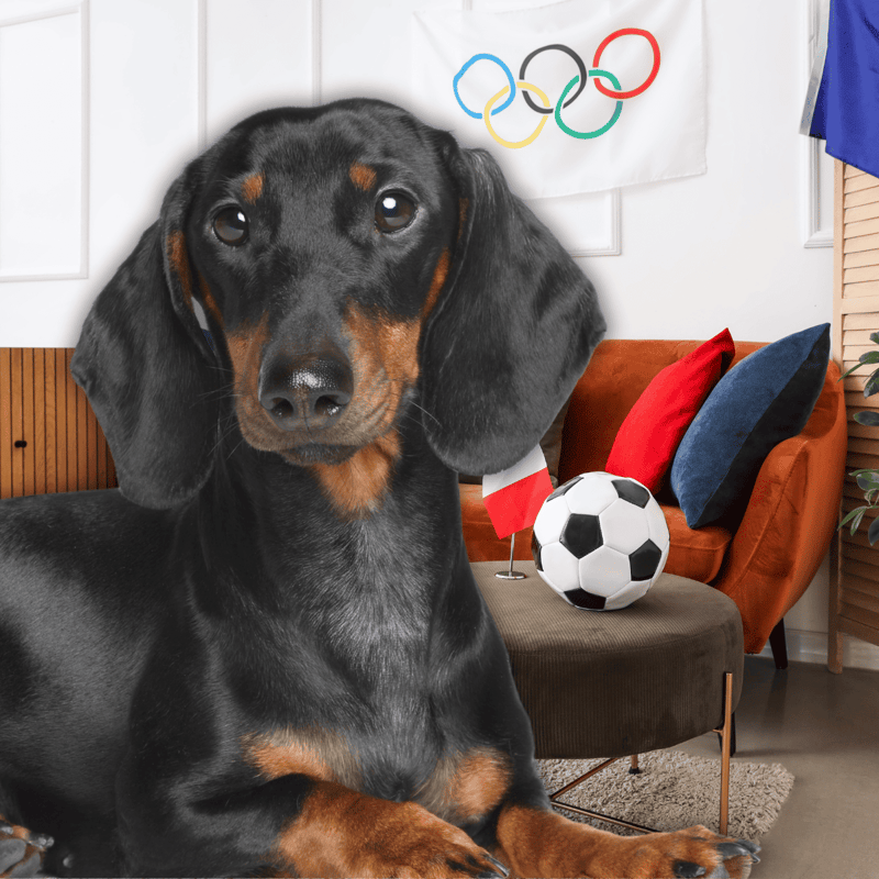 Adorable Dachshund with Olympic rings and soccer ball, celebrating dog sports and training.