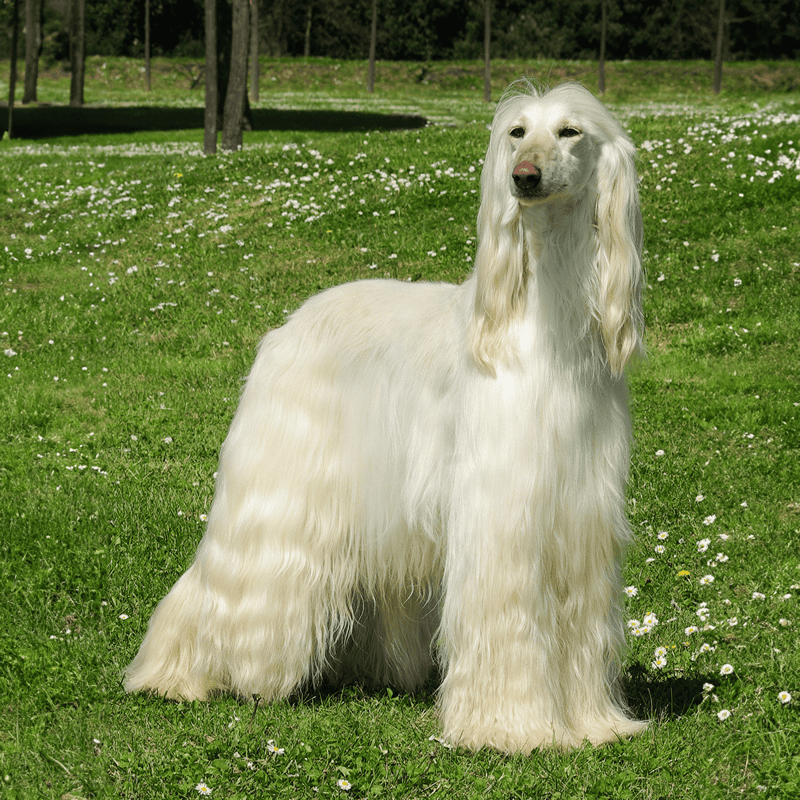 Afghan Hound overview