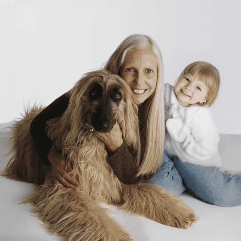 Afghan Hound Dog - Are These Dogs Good For Families