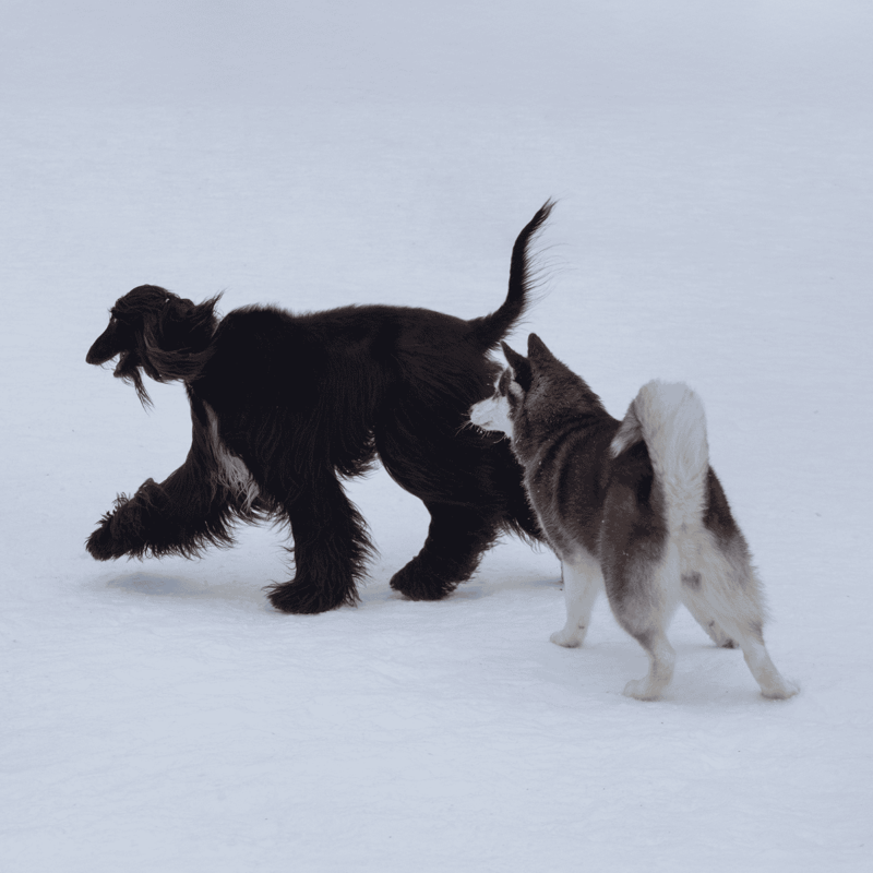 Adorable Siberian Husky puppy and playful dog running in snow, outdoor winter activity, dog fun, pet companionship.