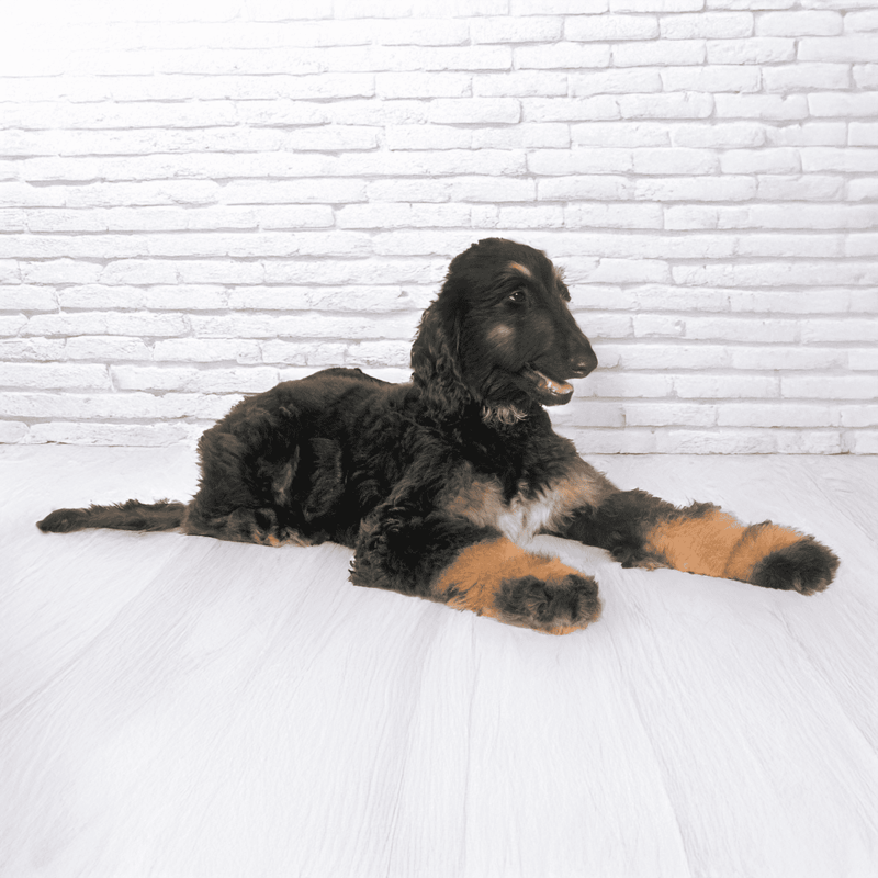 Afghan Hound Puppies
