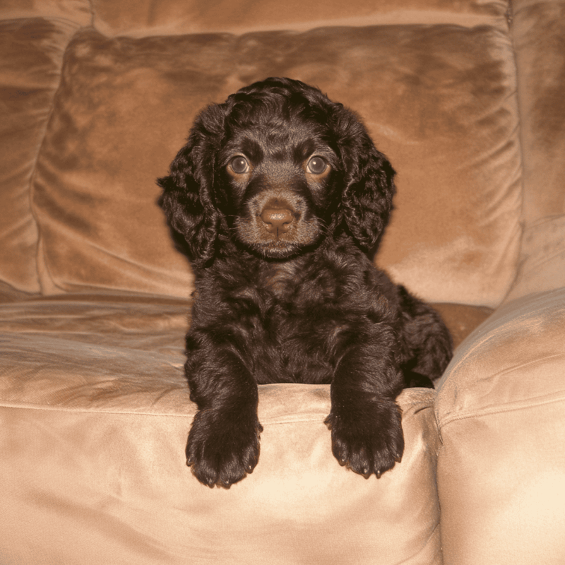 American Water Spaniel Puppies